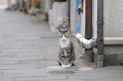 cat_323　猫のいる街角