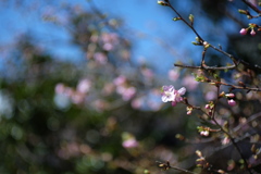 桜 春の日差しに