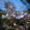桜 春の日差しに
