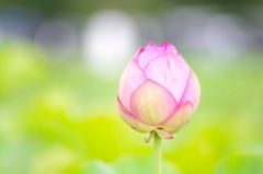 蓮_10