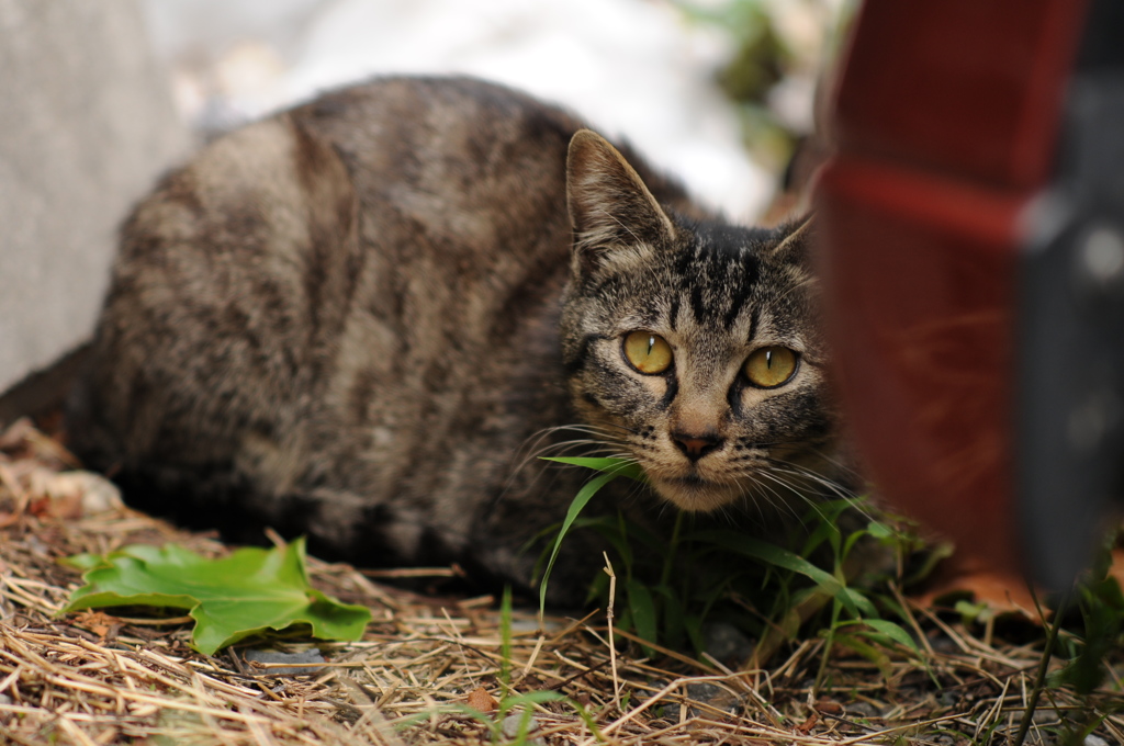 cat_303　駐車場にて