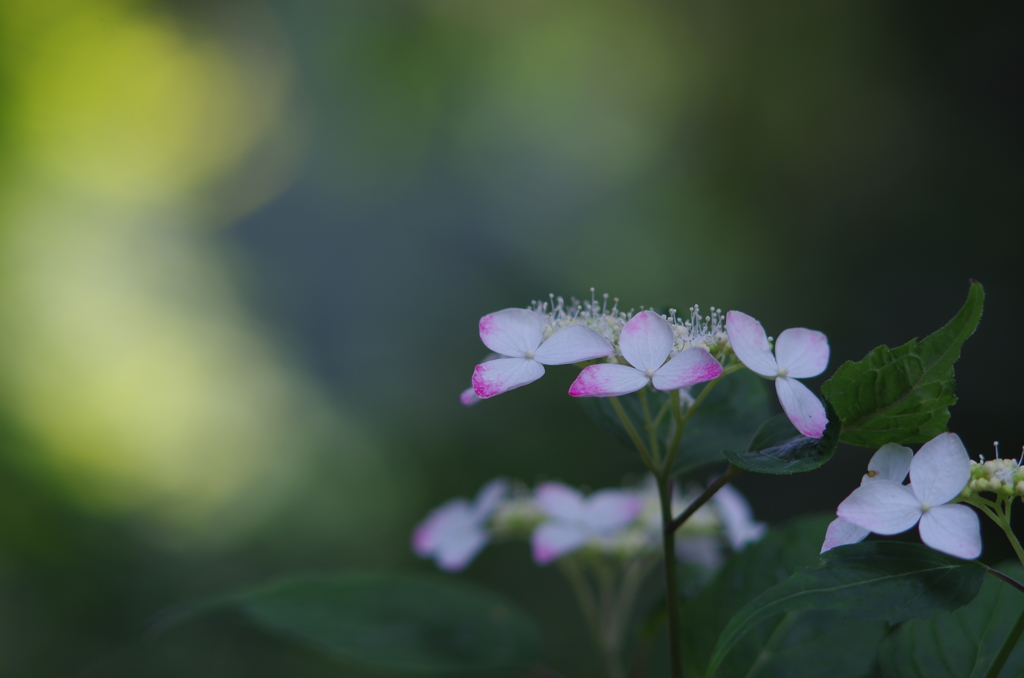 紫陽花_8