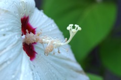 アメリカ芙蓉_雨に濡れて