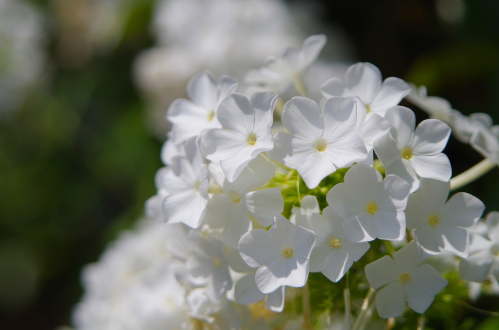 白い花