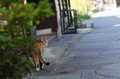 cat_119  足の裏