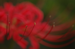 魅惑的な花_3