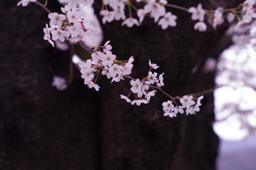 桜_5