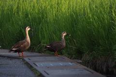 散歩中のカルガモ_2