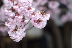 桜咲く
