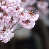 桜咲く