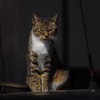 猫_1