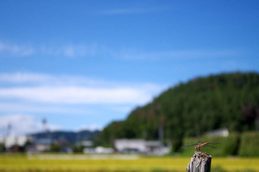 里の秋_2