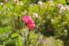 薔薇2_DA35_M