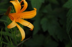 ヒメカンゾウかな_A30