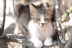 cat_324　今日も暑いにゃ