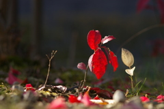 小さな紅葉