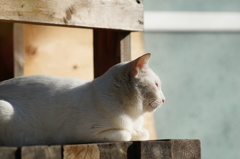 cat_187　穏やかな昼下がり