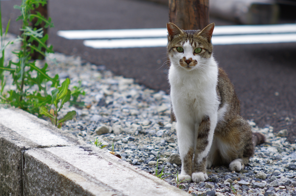 cat_55