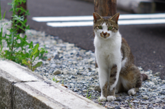 cat_55