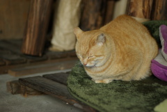 cat_197　寒っ