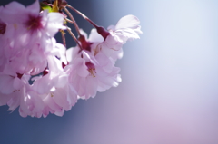 桜_4