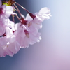 桜_4