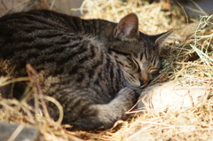 cat_163　安らぎ