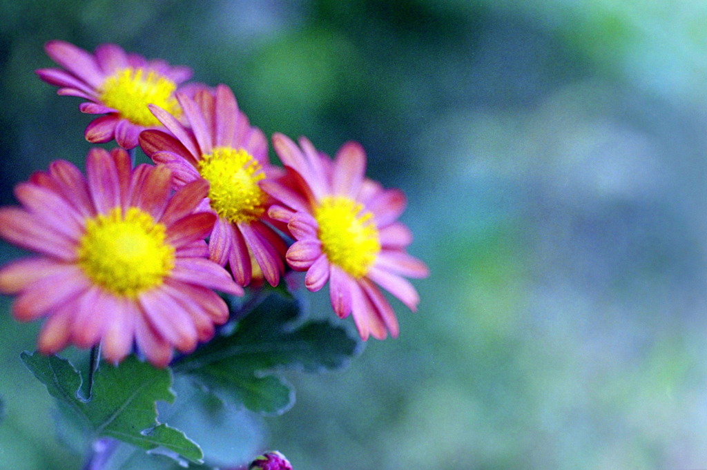 菊_フィルムにて