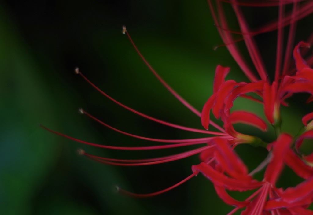 彼岸花_4