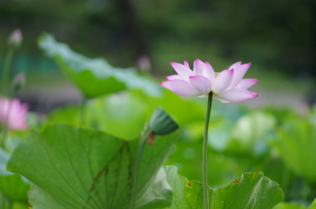 蓮_18