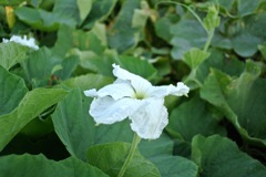 花_瓢箪 ひょうたん