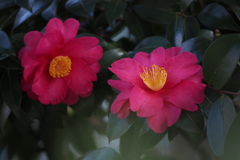 山茶花_4