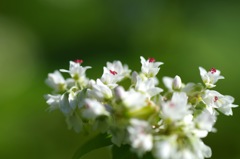 蕎麦の花_1
