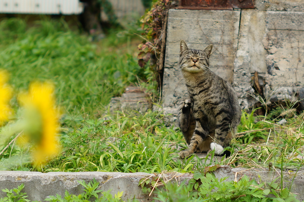 cat_102 　ん〜もうちょい上?