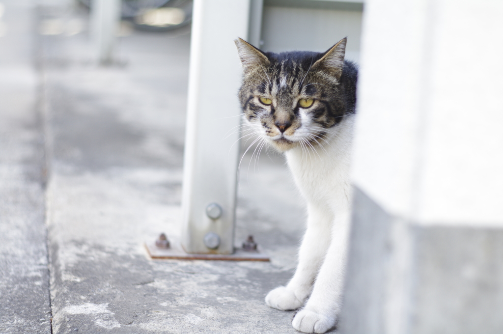 cat_64  駐輪場にて