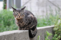 cat_292　空き地にて