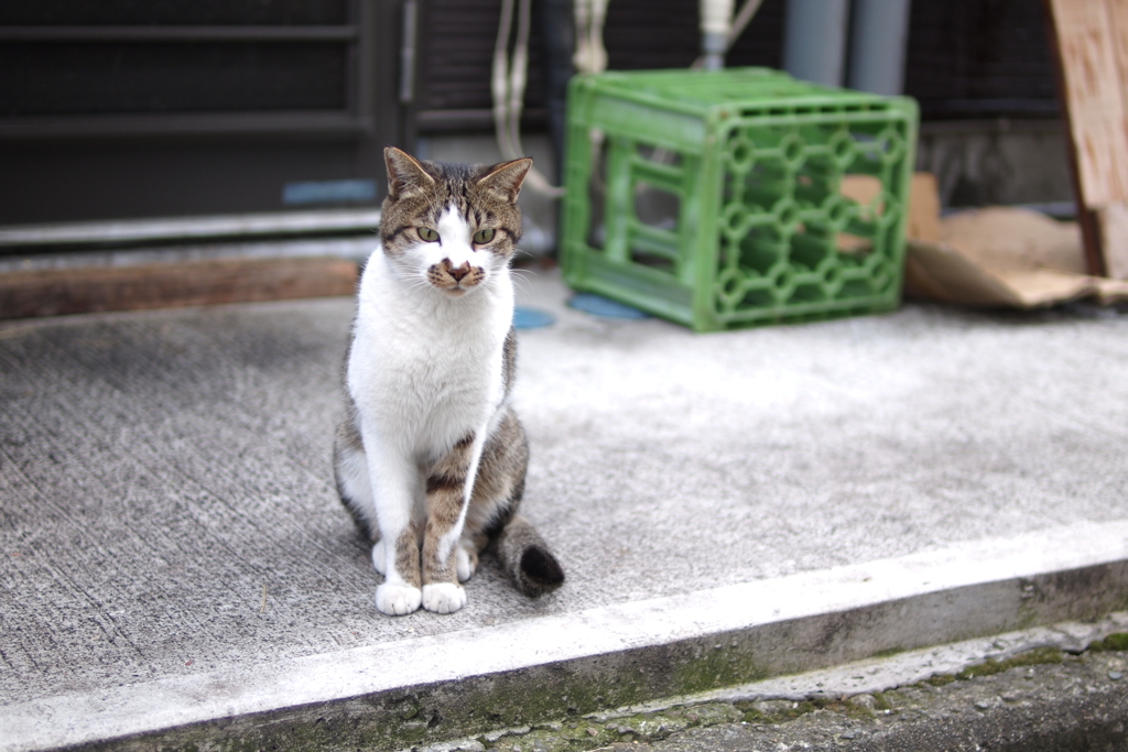 cat_422　ご飯待ちしてますにゃ