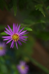 野紺菊35_4