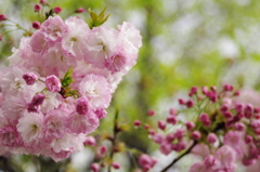 八重桜