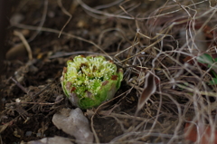 春に向かって_2