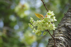 御衣黄桜_3