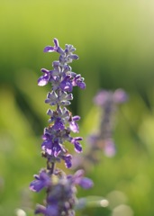 P_Blue salvia_5