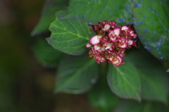 紫陽花_15
