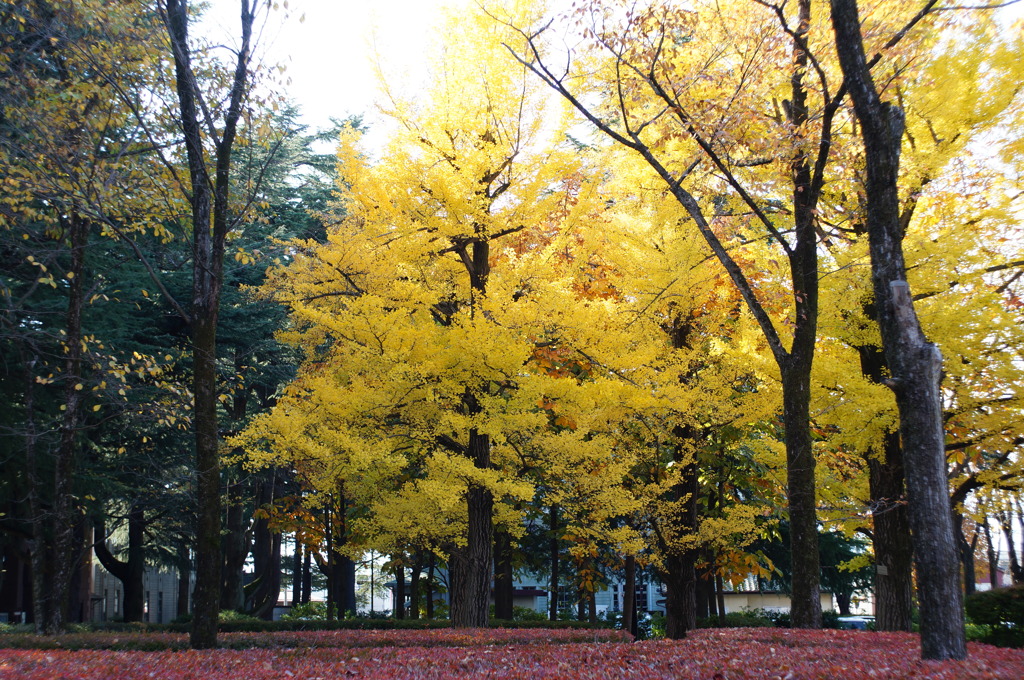 秋の公園