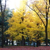 秋の公園