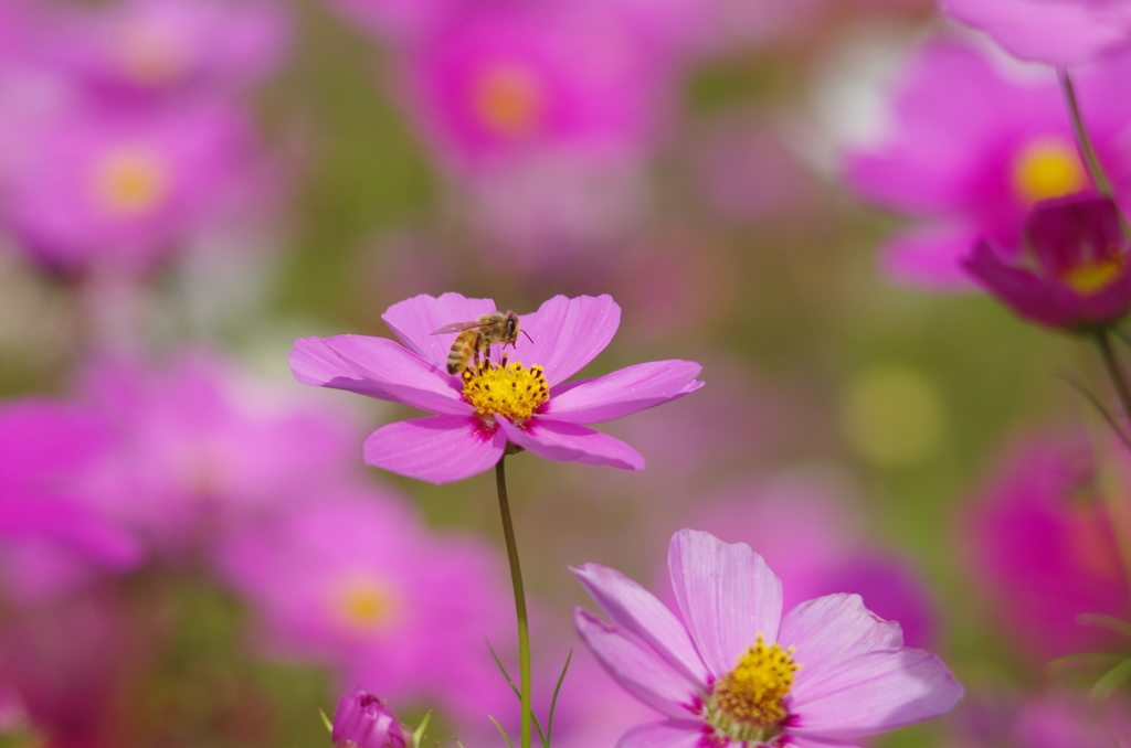 秋桜と蜂