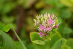 小さな花