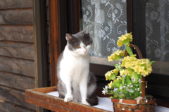 cat_30