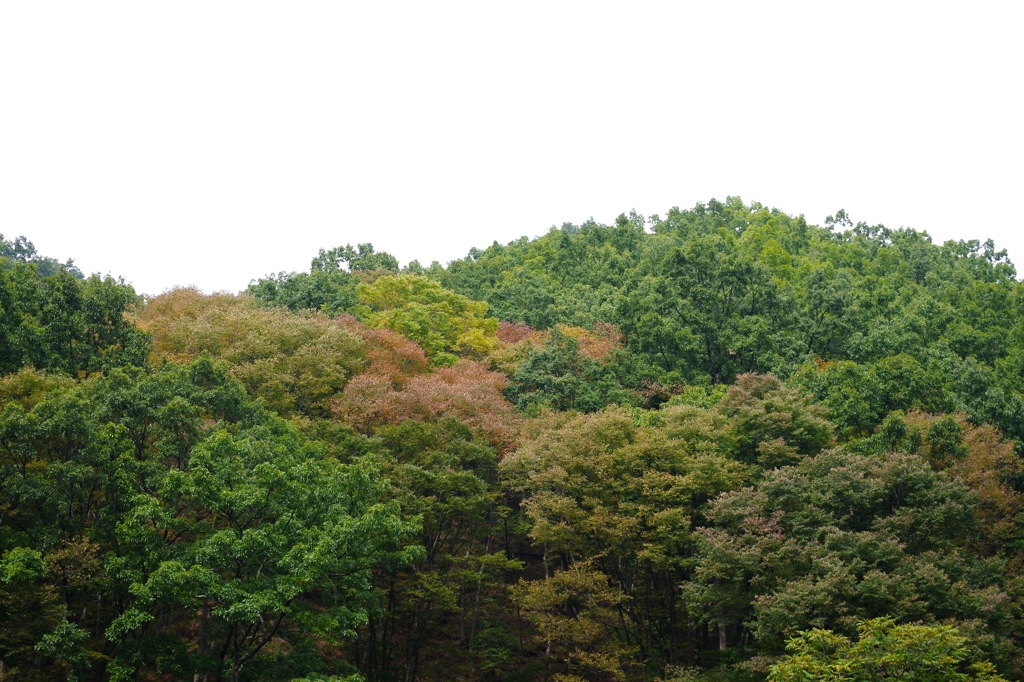 色付きはじめた山