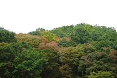 色付きはじめた山